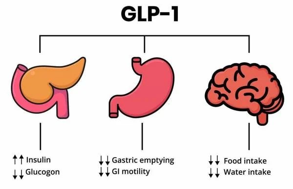 GLP-1 – tikslinių organų schema: kasa, skrandis ir smegenys