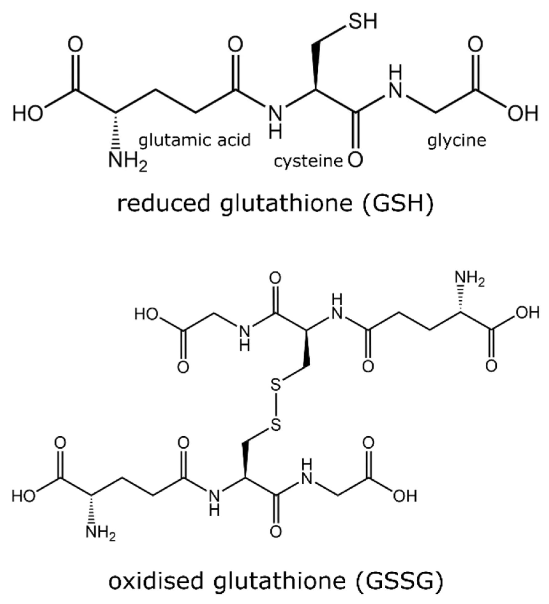 Redukuoto glutationo (GSH) ir oksiduoto glutationo (GSSG) struktūros