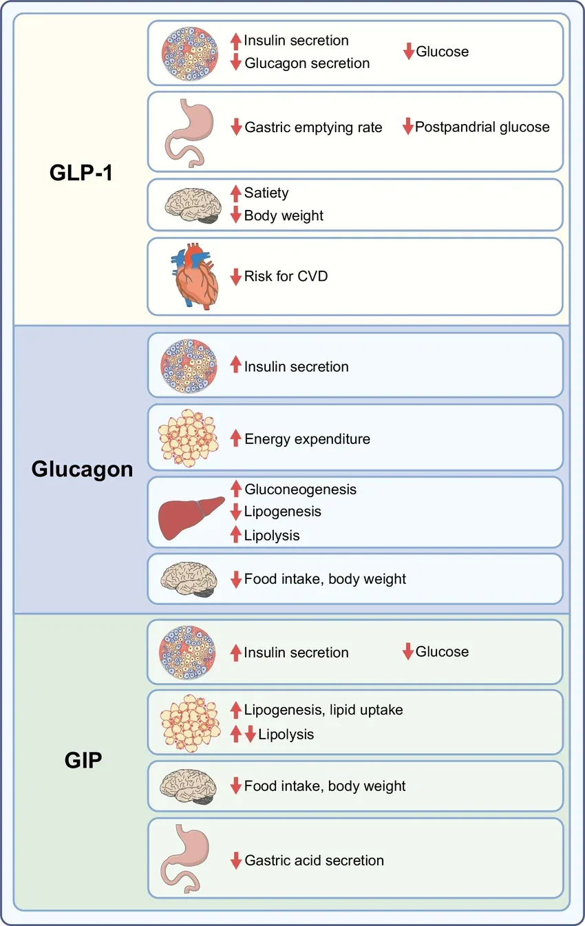 Veikimo mechanizmai GLP-1, GIP ir gliukagono receptoriuose